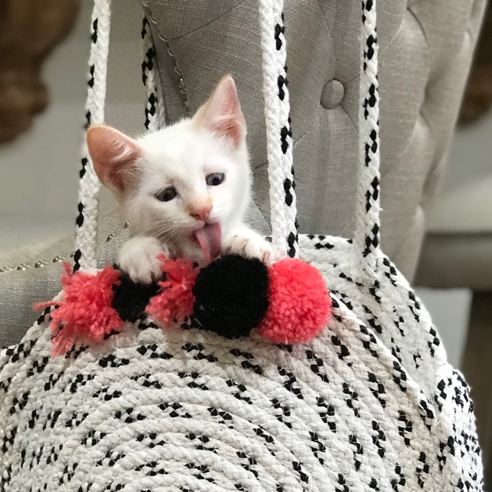 Meet your Posher, Sammy